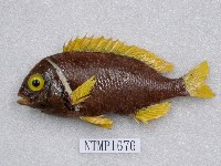 藏品(白頸赤尾冬)的圖片